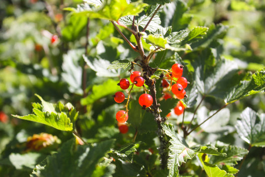 Why to Grow Spicebush