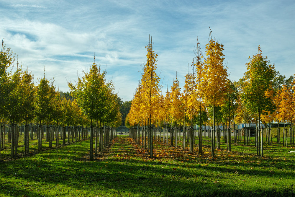 Expert Tips for Planting Trees in Urban Landscapes – Tennessee ...