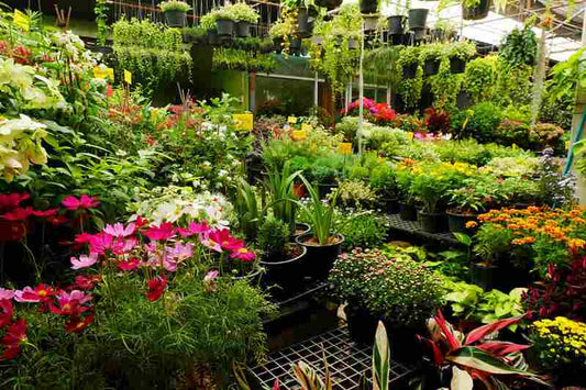 Low Maintenance Garden Tips Tennessee Wholesale Nursery