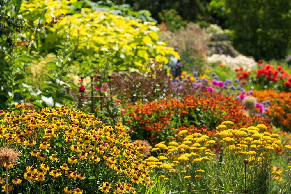Perennial Plants Beauty in Gardening