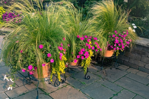 plant nursery online