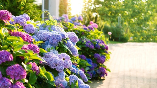 Colorful Shrubs