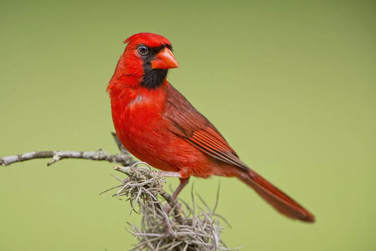 The Decline of Bird Populations — and How Planting Trees from TN Nursery Can Help Tennessee Wholesale Nursery