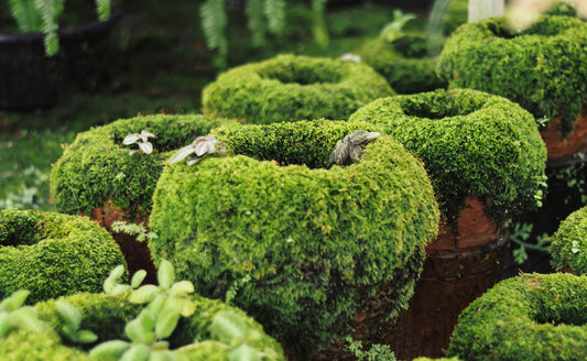 The Benefits of Incorporating Live Moss in Your Garden - Tree Nursery Co