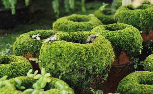 The Benefits of Incorporating Live Moss in Your Garden - Tree Nursery Co