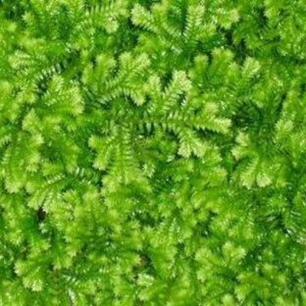 Information on Moss in  Shade Landscaping