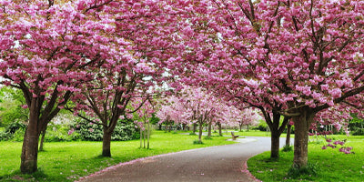 The Benefits of Trees and Fruits in Landscaping