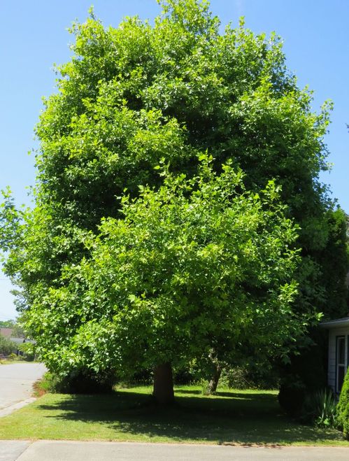Tulip Poplar Tree Does Well In Landscaping