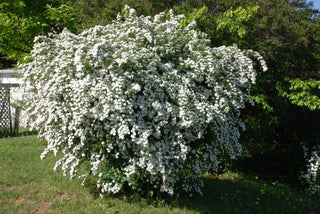 Wither Rod Viburnum Adds Privacy And Beauty To A Property