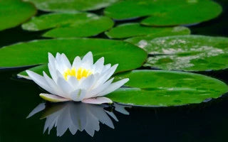Advantages Of Water Plants In Your Ponds