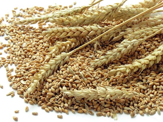 Wheat Belly Wholesale Nursery