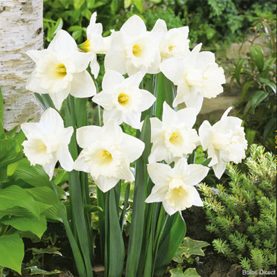 How You Can Plant, Grow, and Care for Daffodils Narcissus The Right Way