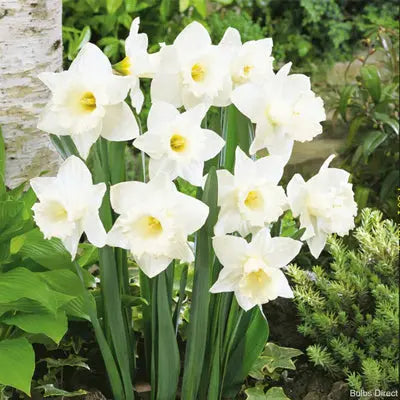 How You Can Plant, Grow, and Care for Daffodils Narcissus The Right Way Tennessee Wholesale Nursery