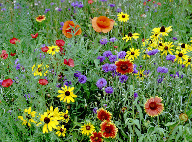 Wildflowers Wholesale Nursery