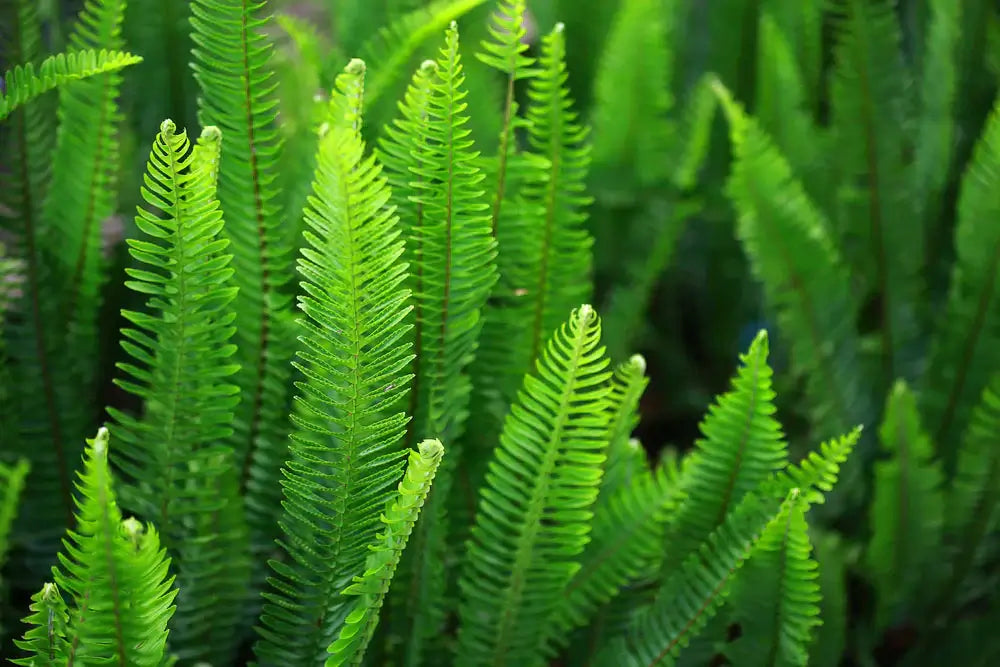 Image of Ferns