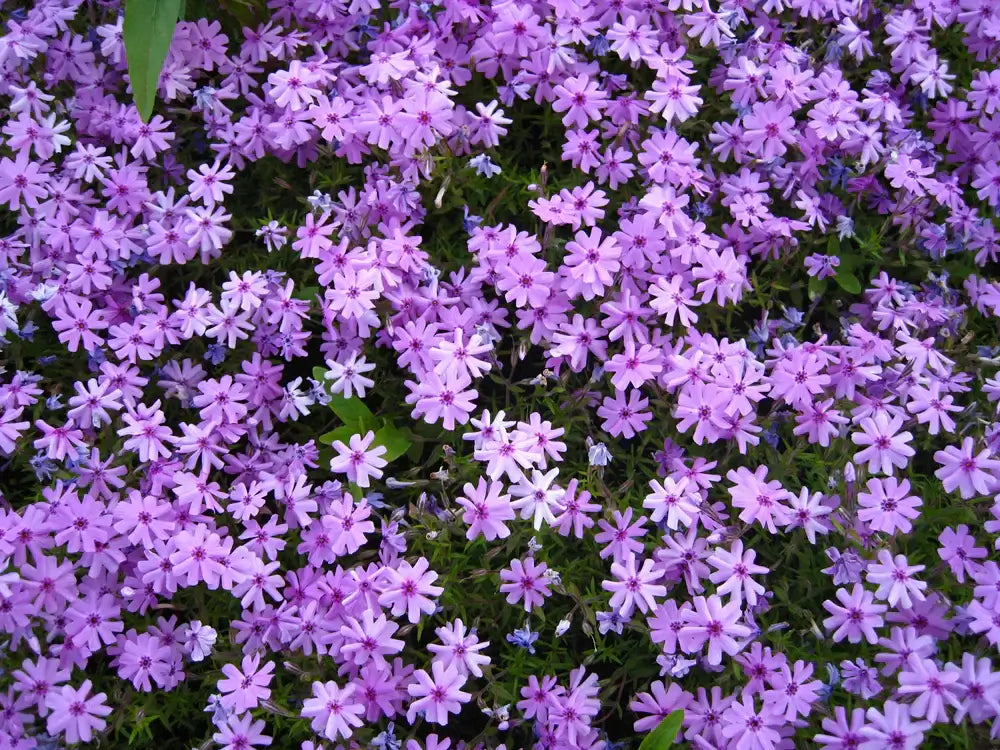 Image of Ground Covers
