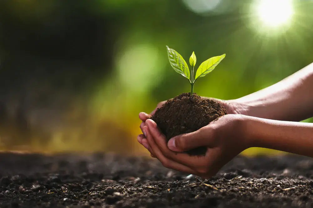 Image of Seedlings