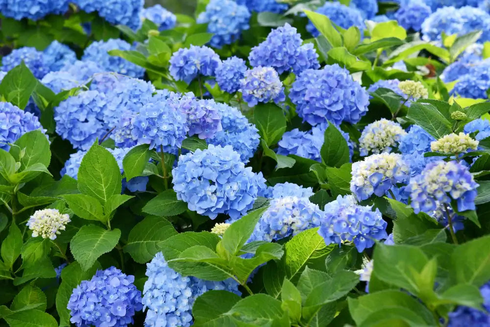 Wholesale Shrubs for Sale: Enhance Your Landscape Today