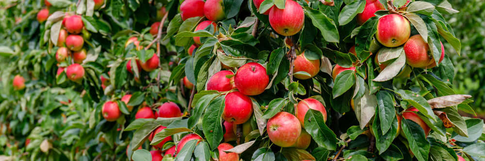 Image of Fruit Trees