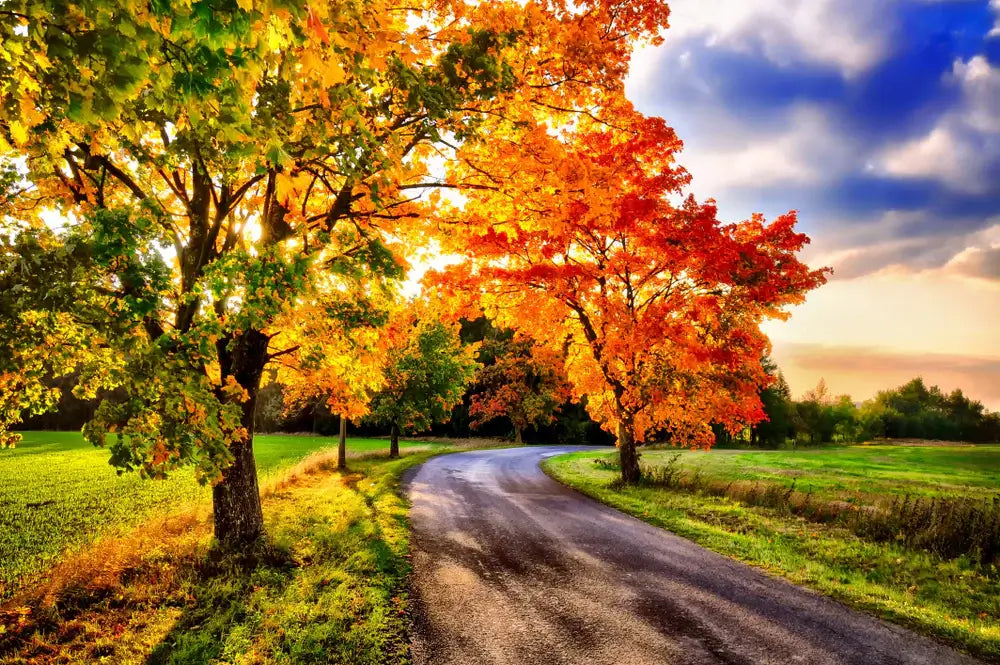 Image of Trees