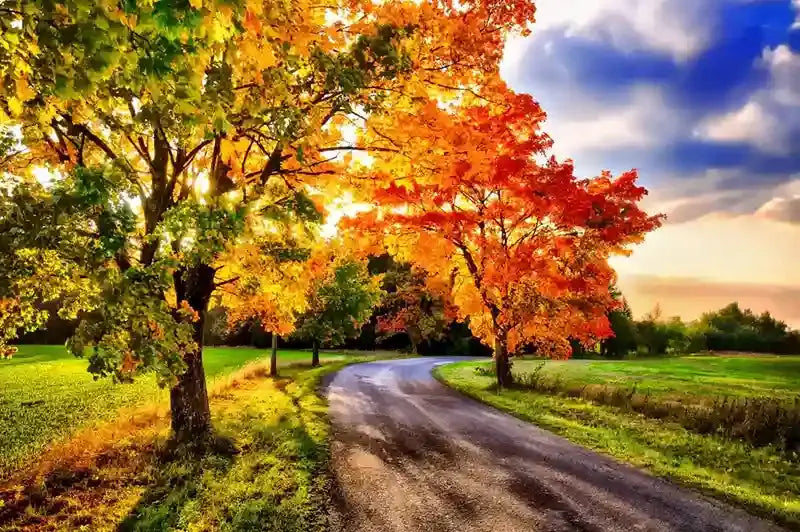 Image of Wholesale Trees