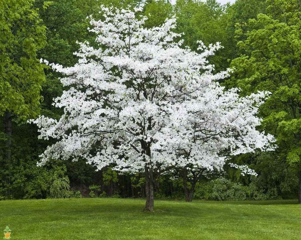 White Dogwood Seedlings