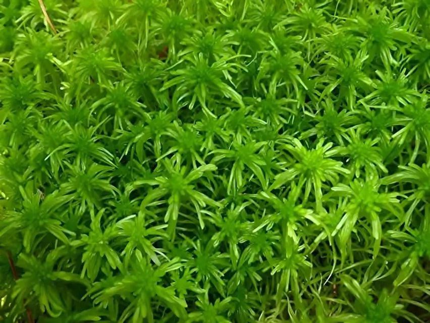 Sphagnum Moss