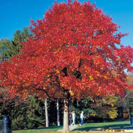Red Oak Tree Seedlings