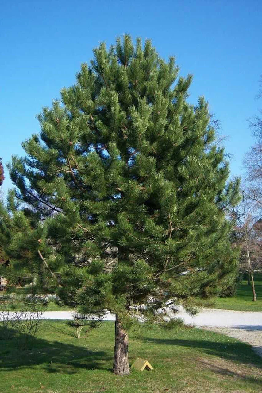 Shortleaf Pine Tree