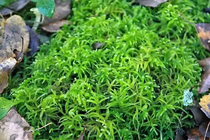 Sphagnum Moss