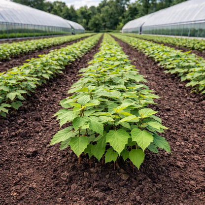 Rows of American Beech seedlings in vibrant green lines on rich soil