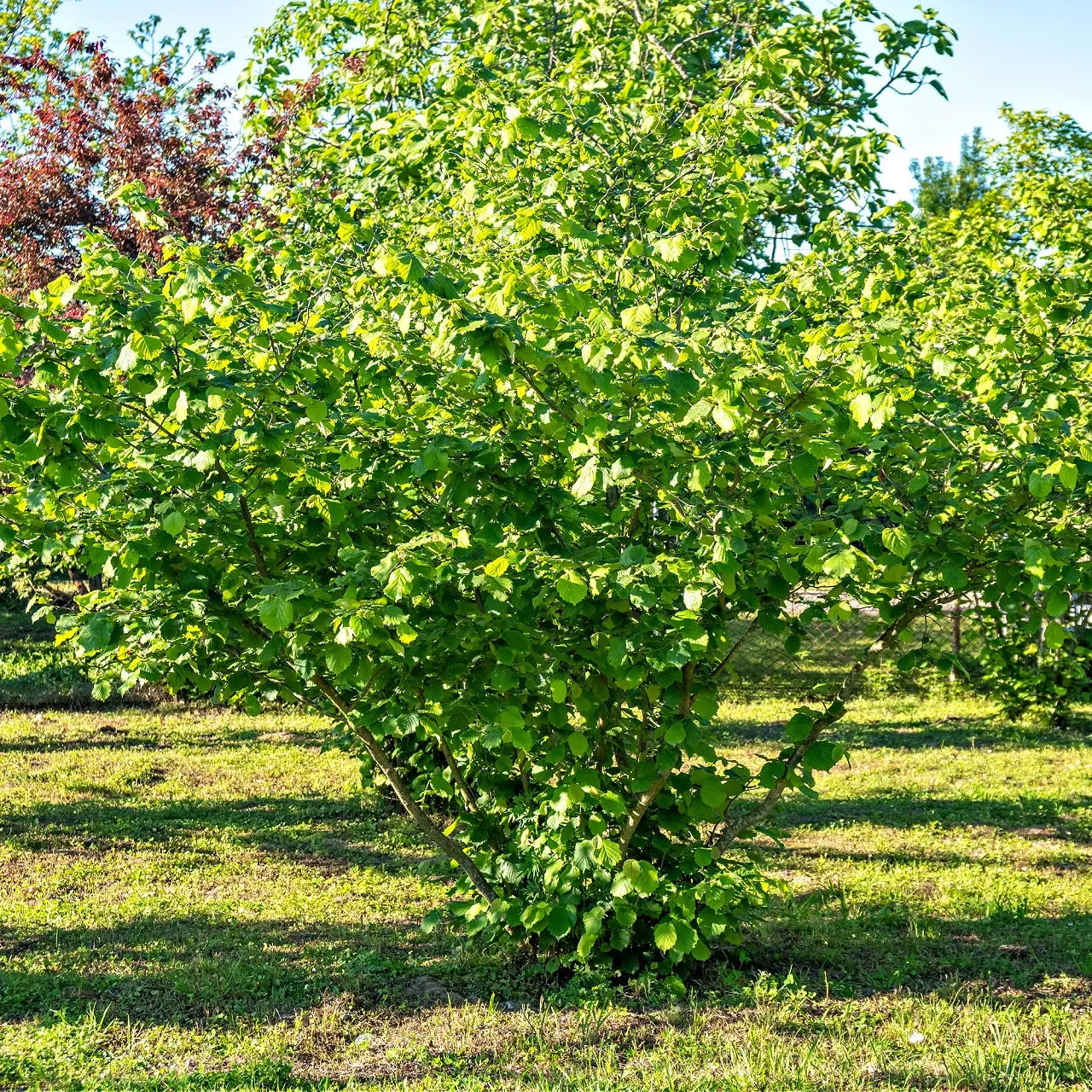 Hazelnut Tree Shape American Hazelnut Shrub for Native Landscapes – Tennessee Wholesale Nursery
