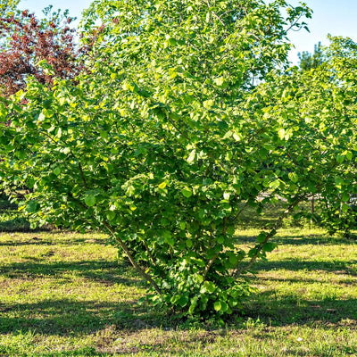 Lush American Hazelnut bush with vibrant green dense foliage and rounded leaves