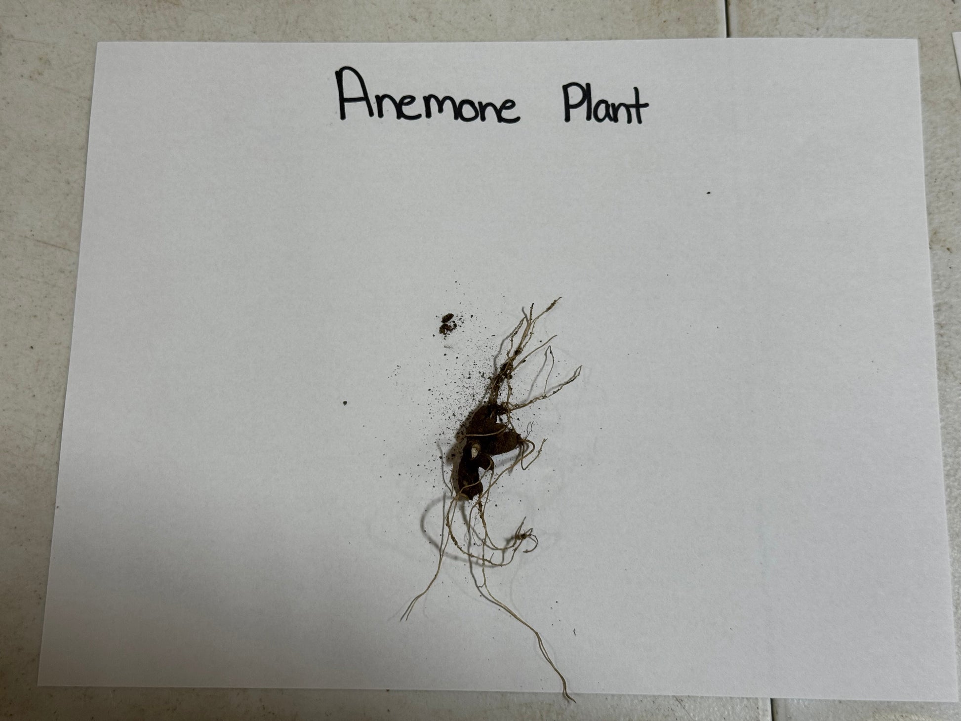 Rue Anemone Plant root