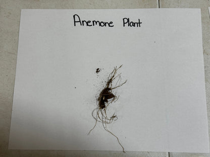 Rue Anemone Plant root