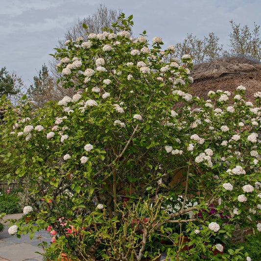 Buy Arrowwood Viburnum Online at TN Nursery 