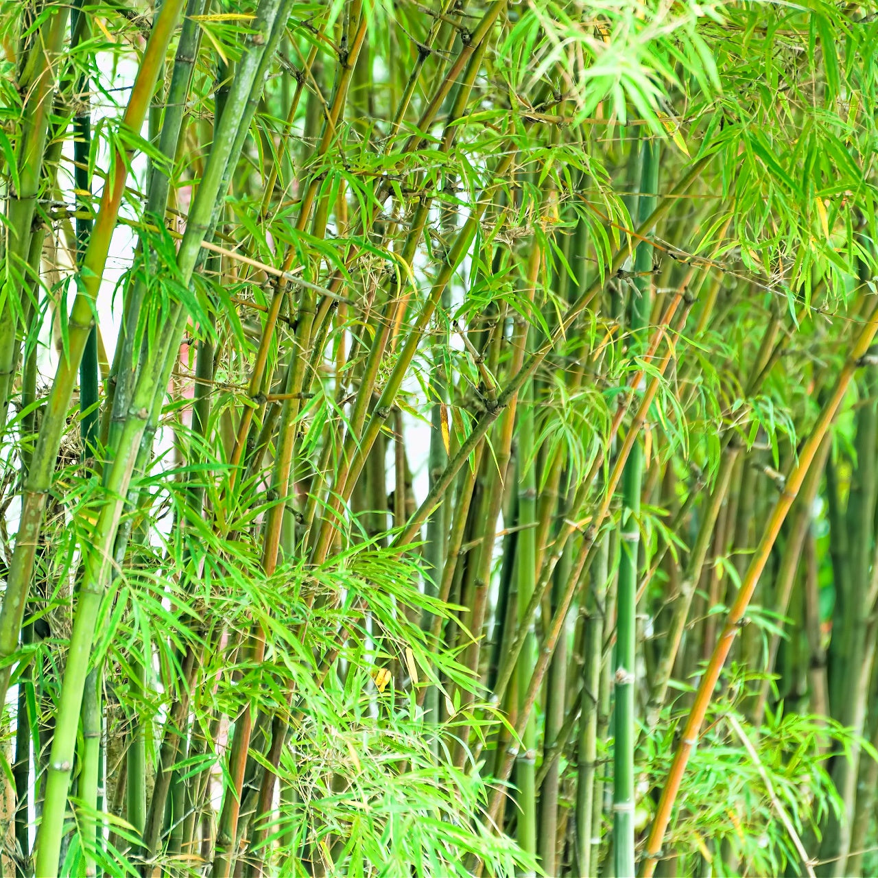 Buy Bamboo Plants online at TN Nursery 