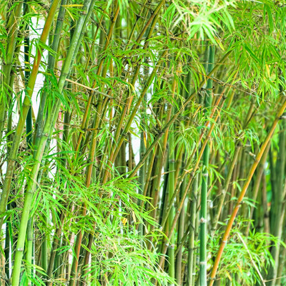 Buy Bamboo Plants online at TN Nursery 