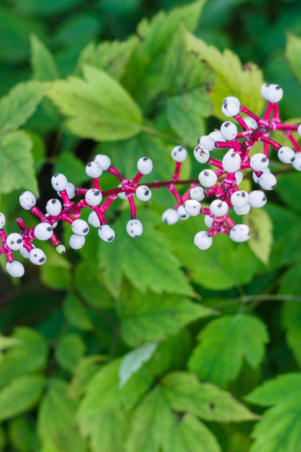 White Baneberry for Sale | Buy Baneberry Plants Wholesale