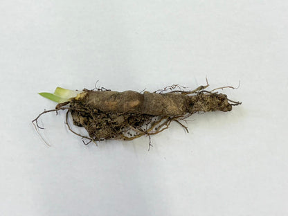 Buy Bareroot Blue Flag Iris Online at TN Nursery 