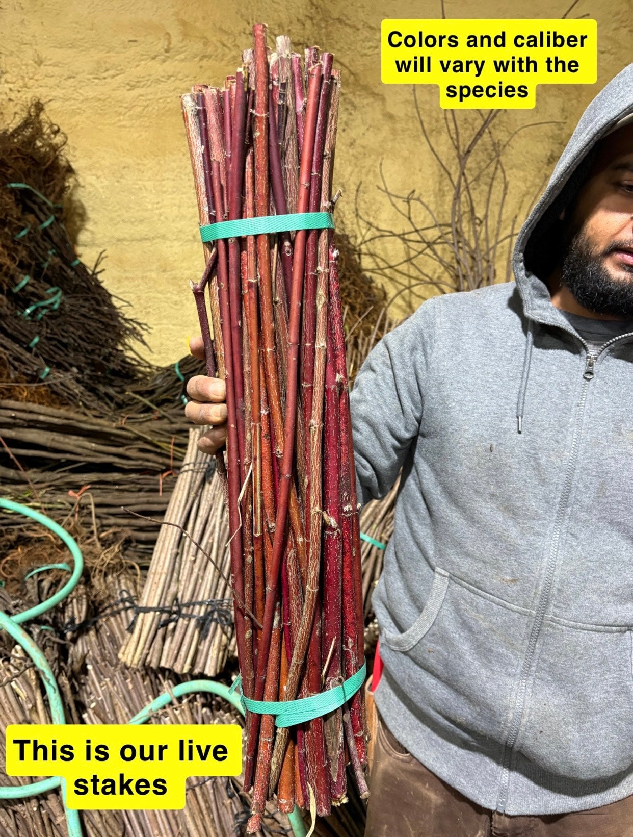 Buy Bareroot Button Bush Online at TN Nursery 