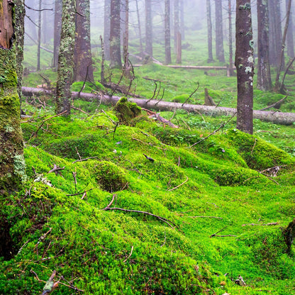 Buy Bareroot Carpet Moss Online at TN Nursery 