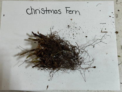 Dried Christmas Fern with dark brown frayed leaves and tangled roots