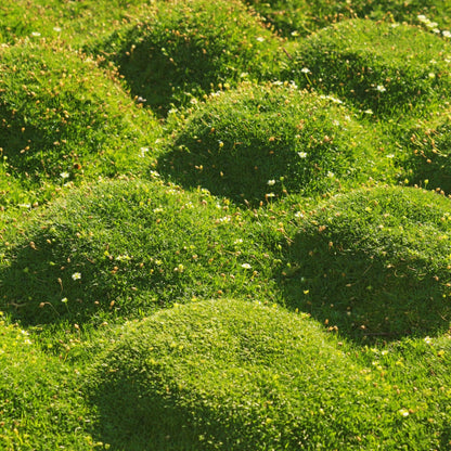 Buy Bareroot Cushion Moss Online at TN Nursery