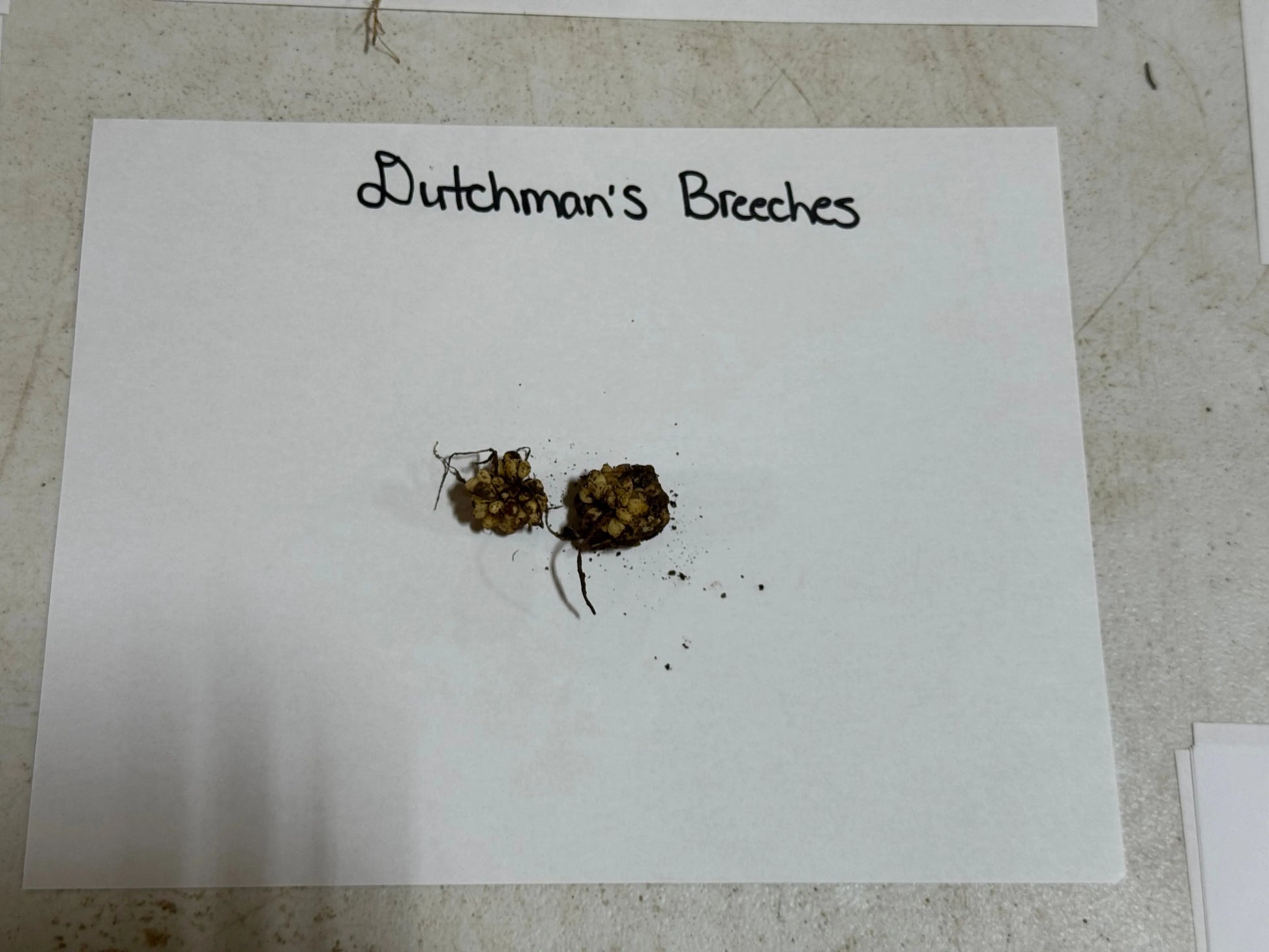 Buy Bareroot Dutchman's Breeches Online at TN Nursery 