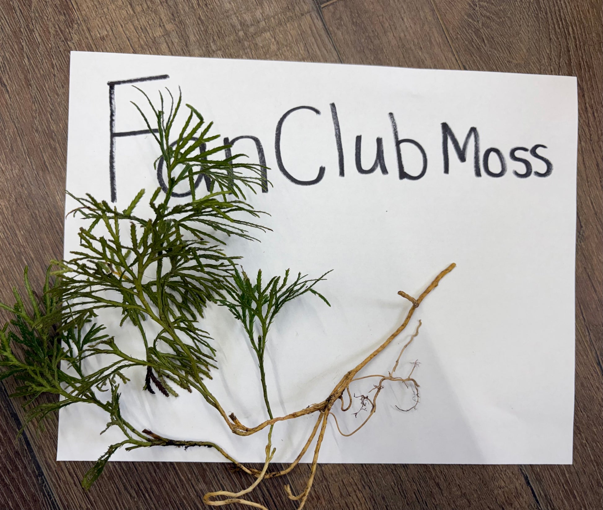Buy Bareroot Fanclub Moss Online at TN Nursery