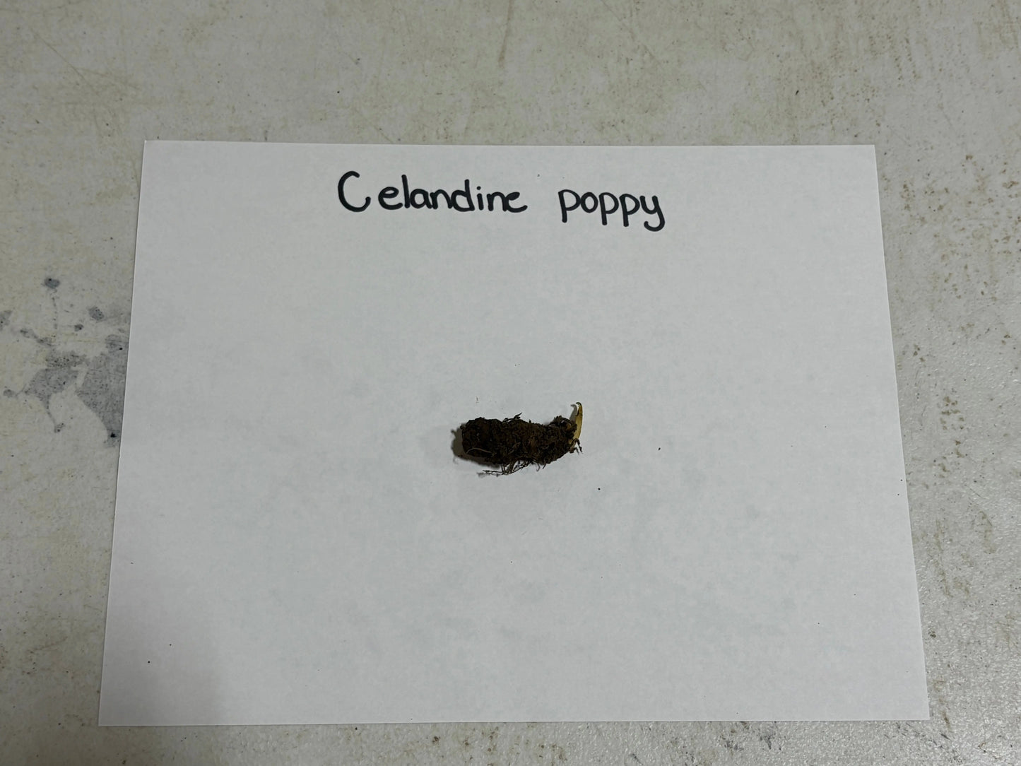 Buy Bareroot Golden Poppy Online at TN Nursery 