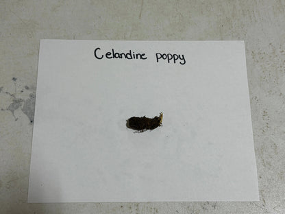 Buy Bareroot Golden Poppy Online at TN Nursery 