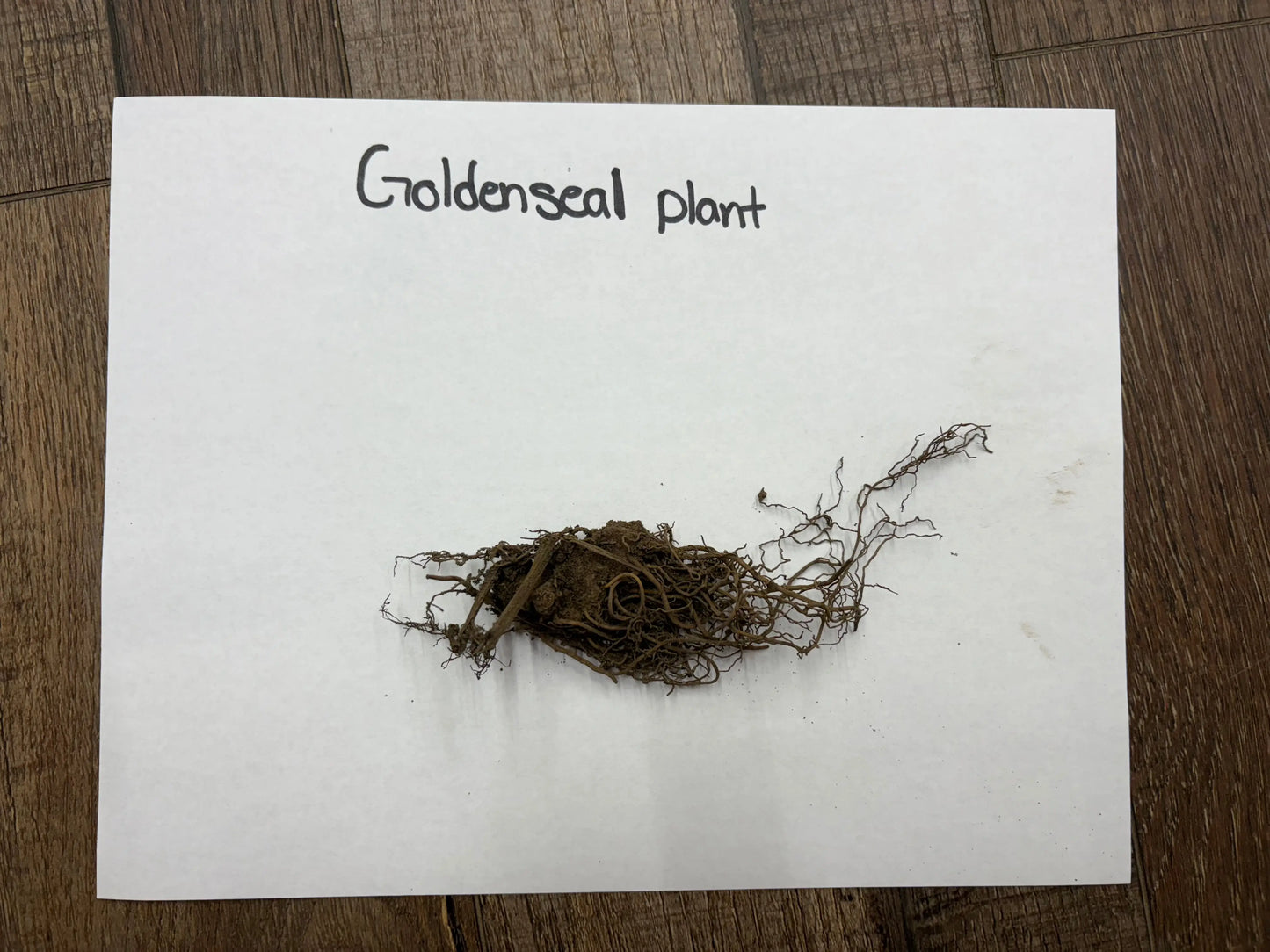 Buy Bareroot Goldenseal Plant Online at TN Nursery 
