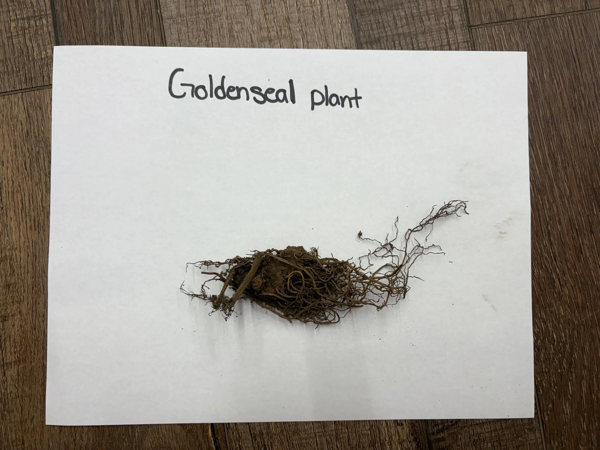 Buy Bareroot Goldenseal Plant Online at TN Nursery 
